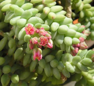 A close up of sedum morganianum succulent